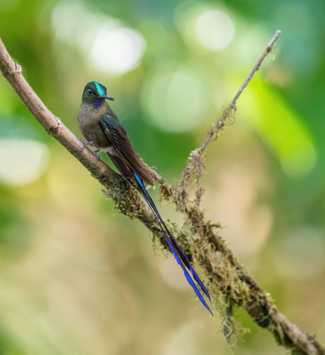 Violet-tailed Sylph - ML621187381