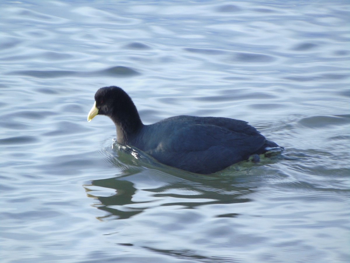 White-winged Coot - ML621187409