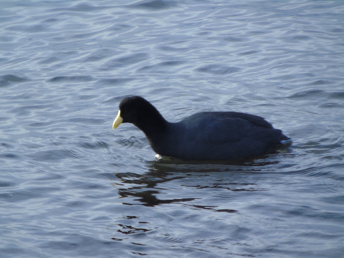 White-winged Coot - ML621187410