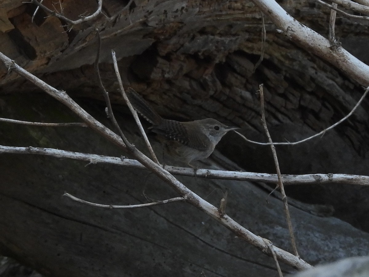 House Wren - Jason Talbott