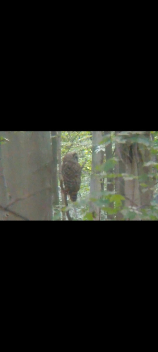 Barred Owl - ML621187433