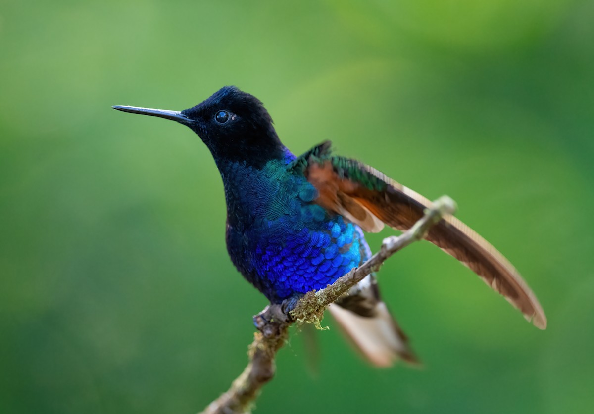 kolibřík hyacintový - ML621187439