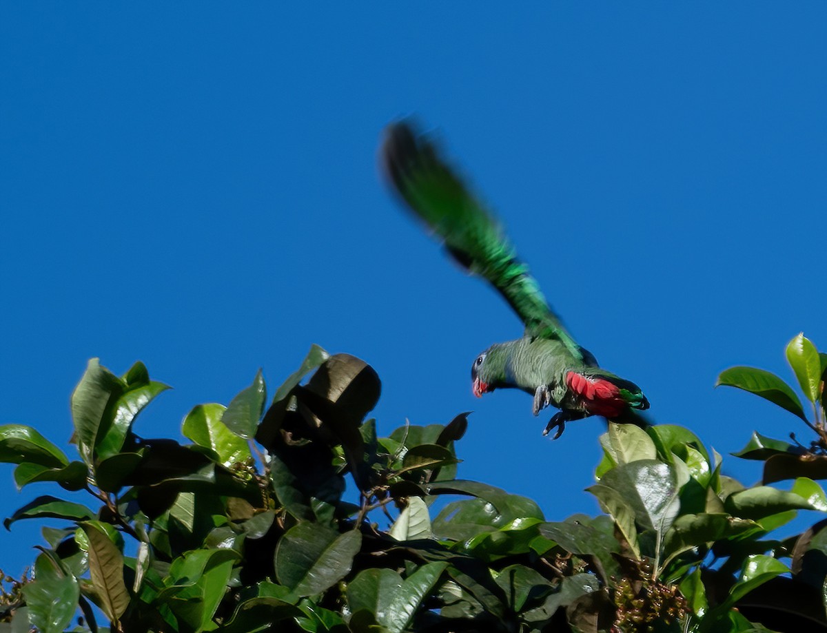 Red-billed Parrot - ML621187445