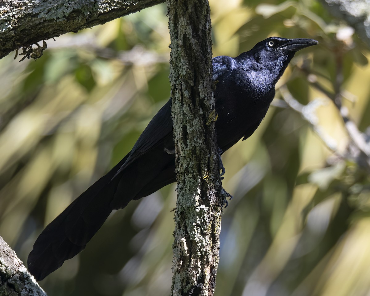 Great-tailed Grackle - ML621187464
