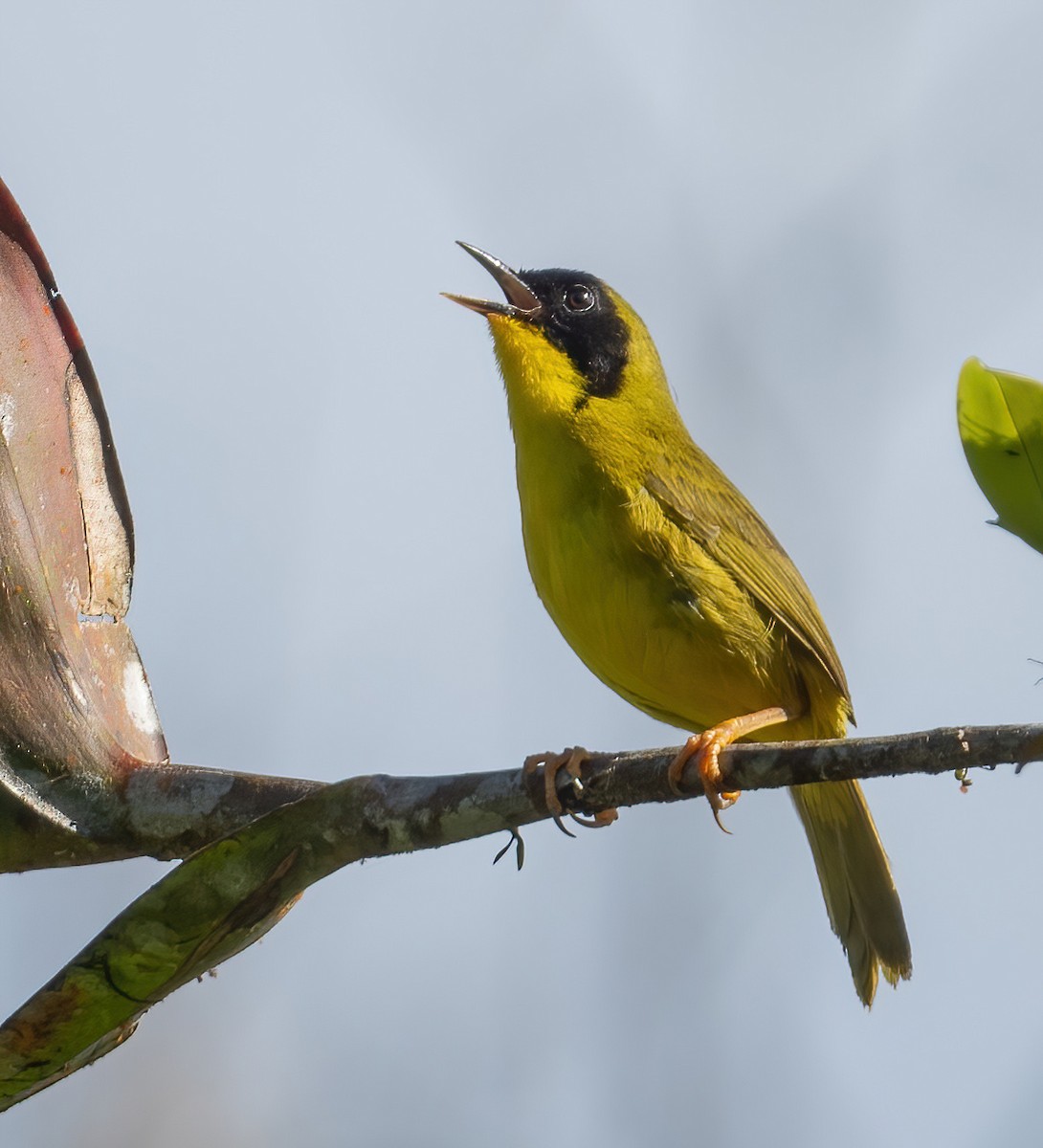 Olive-crowned Yellowthroat (Olive-crowned) - ML621187468