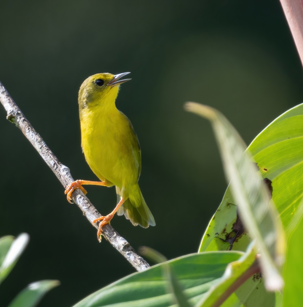 Olive-crowned Yellowthroat (Olive-crowned) - ML621187469