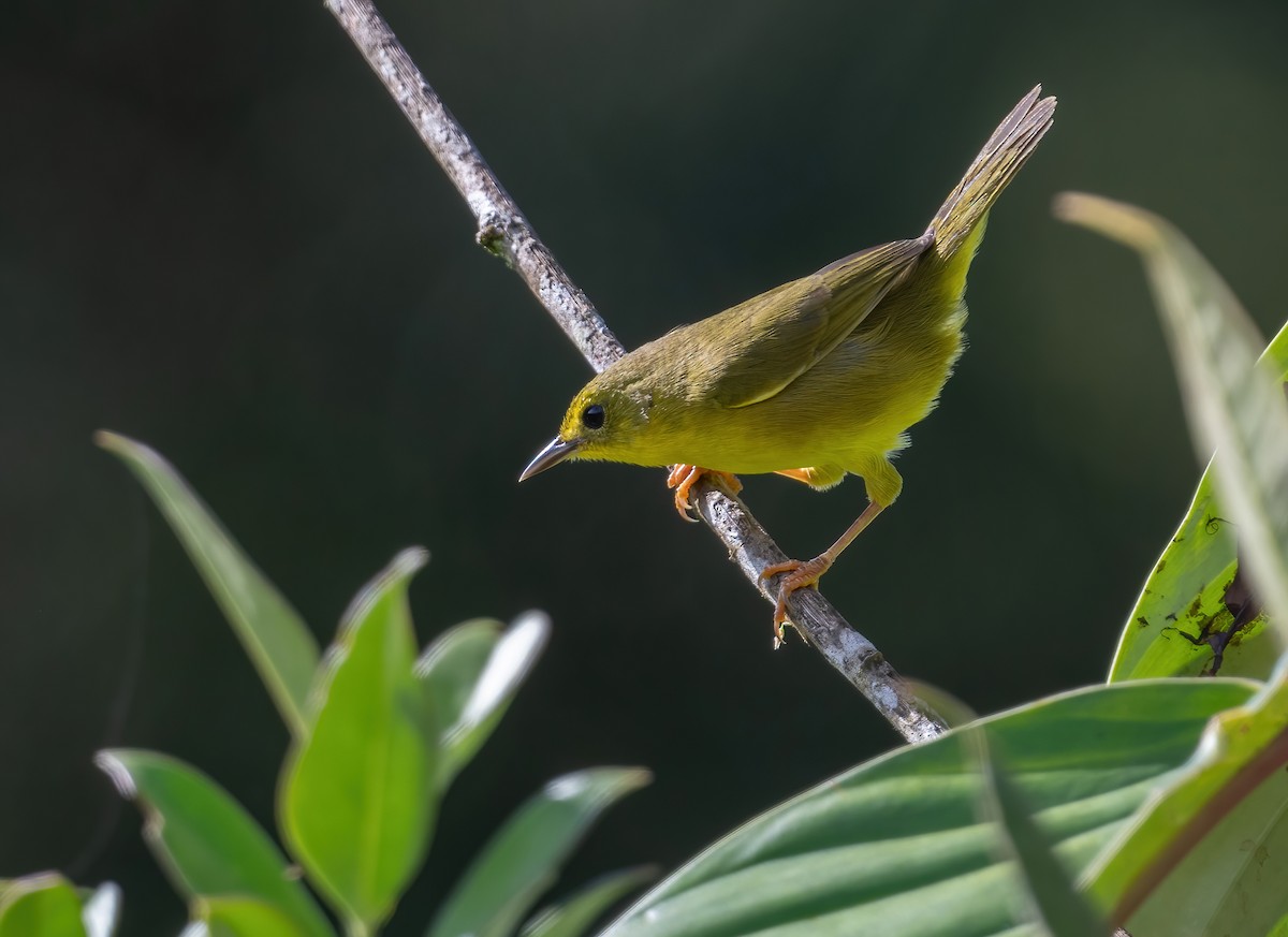 Olive-crowned Yellowthroat (Olive-crowned) - ML621187470