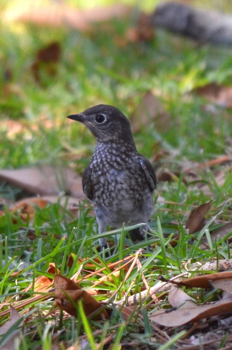 Eastern Bluebird - ML621187493