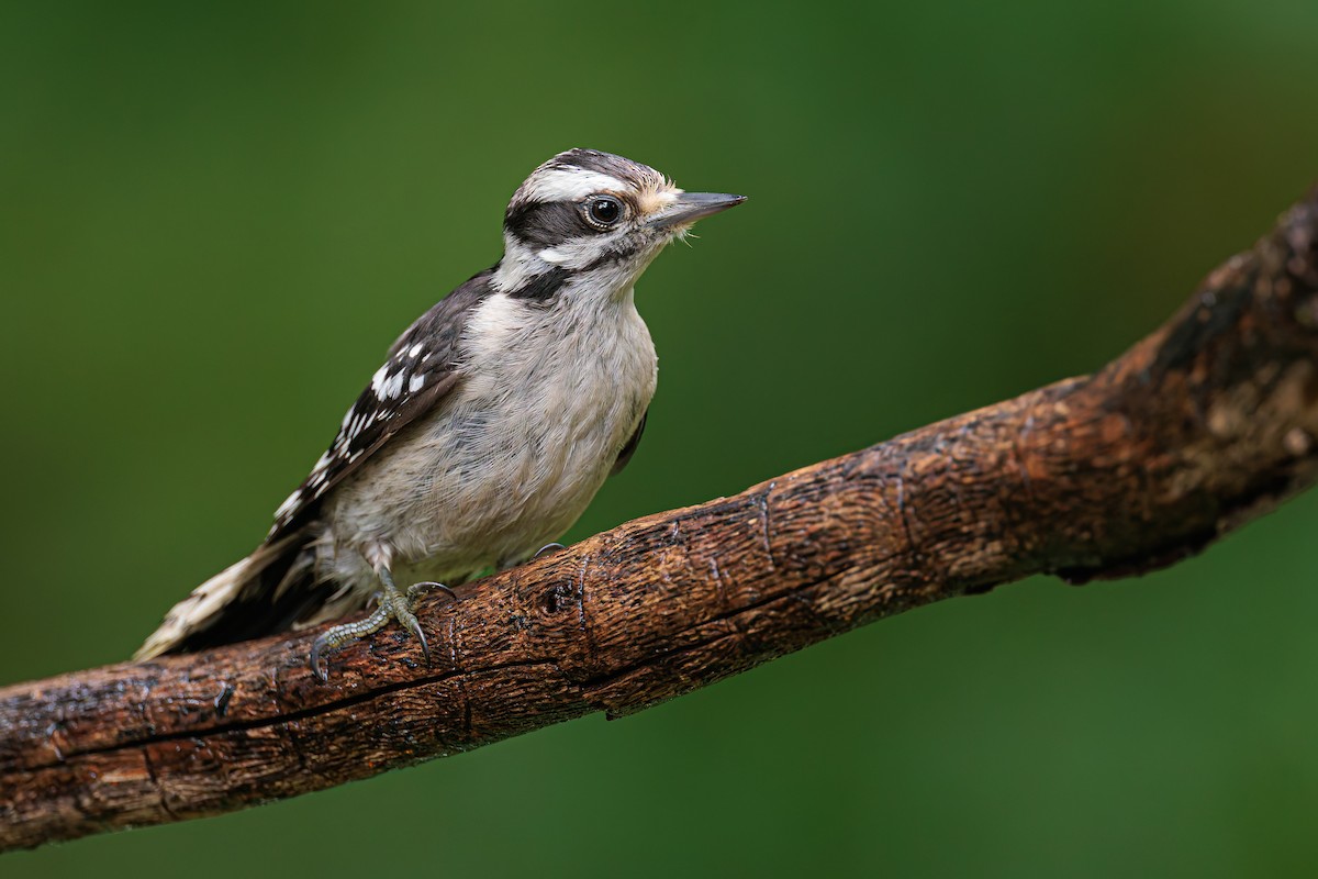 Downy Woodpecker (Eastern) - ML621187512