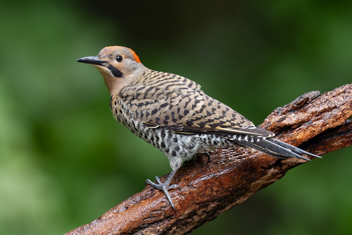 Northern Flicker (Yellow-shafted) - ML621187515