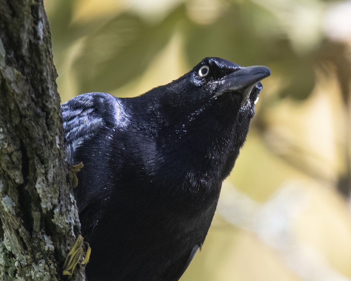 Great-tailed Grackle - ML621187519