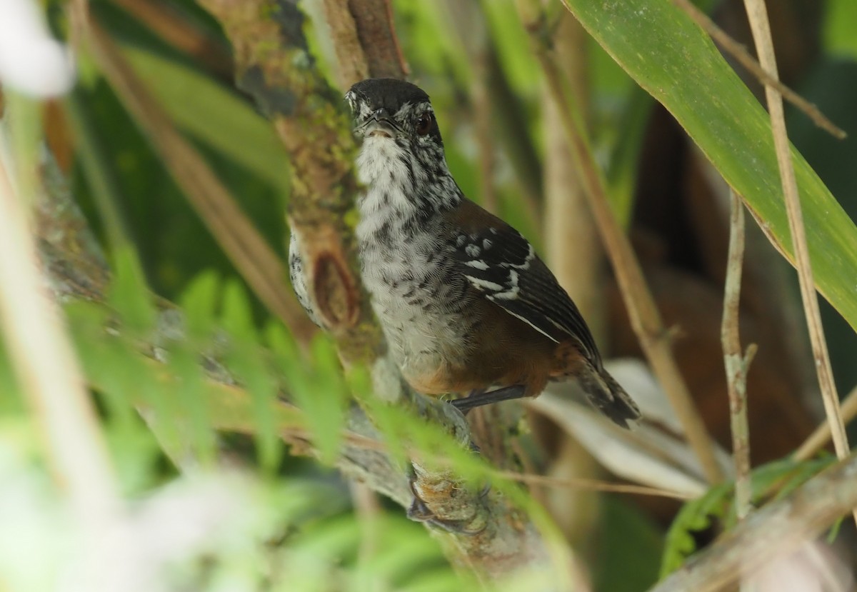 Bar-winged Wood-Wren - ML621187526