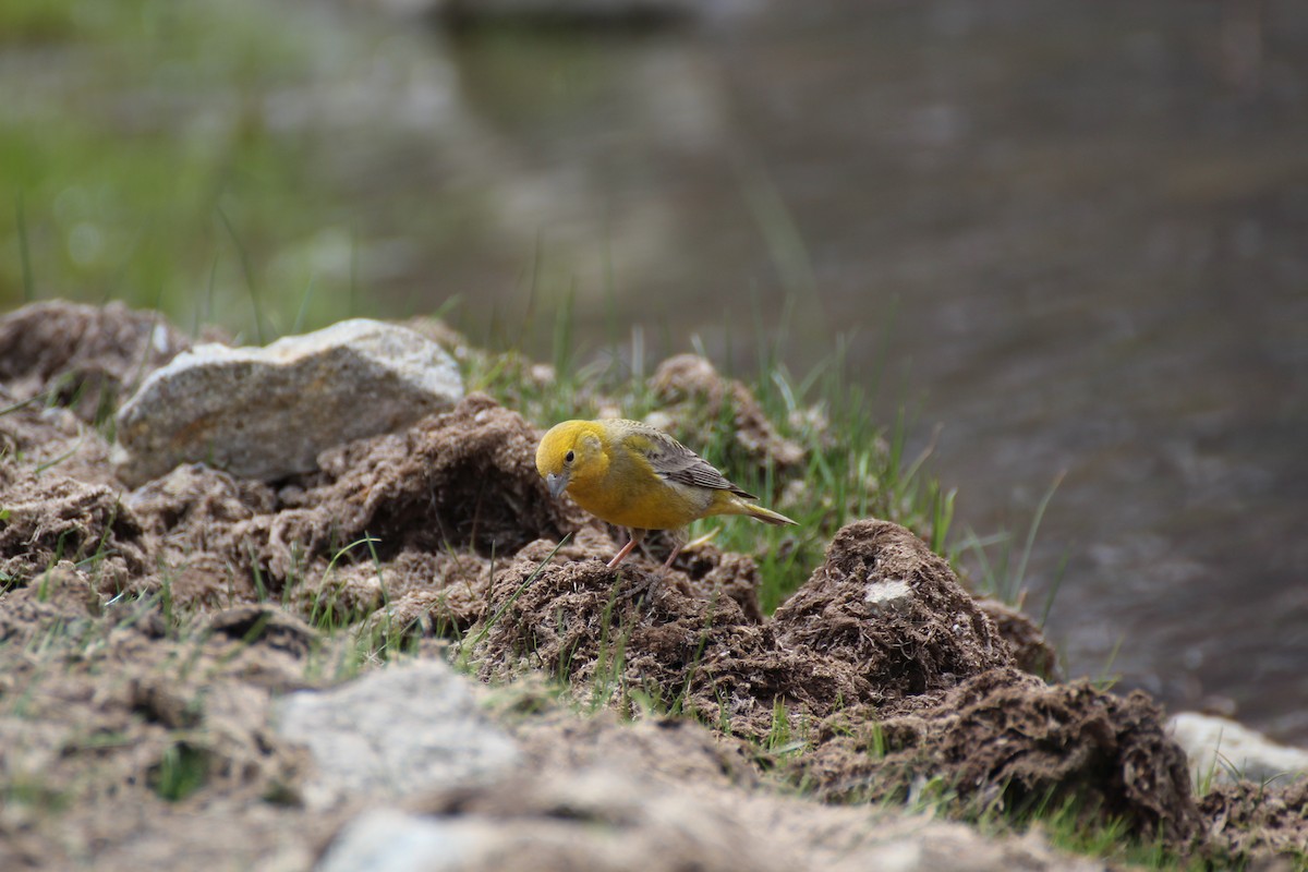 Greater Yellow-Finch - ML621187533