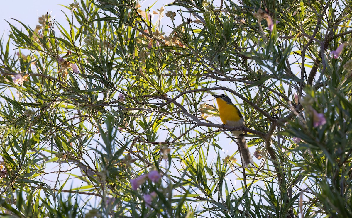 Yellow-breasted Chat - ML621187536