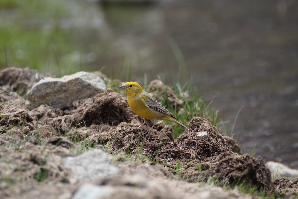 Greater Yellow-Finch - ML621187543
