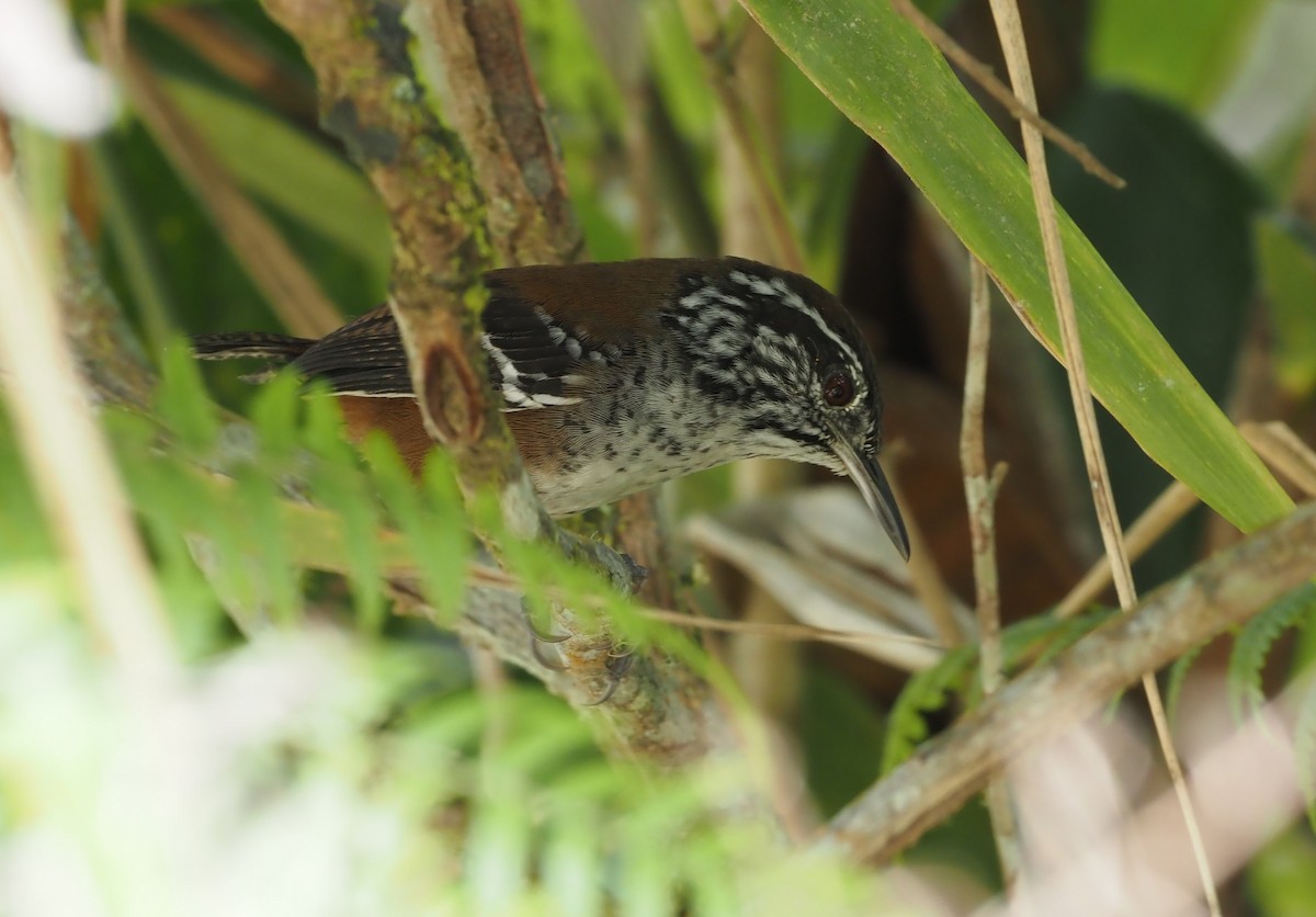 Bar-winged Wood-Wren - Stephan Lorenz