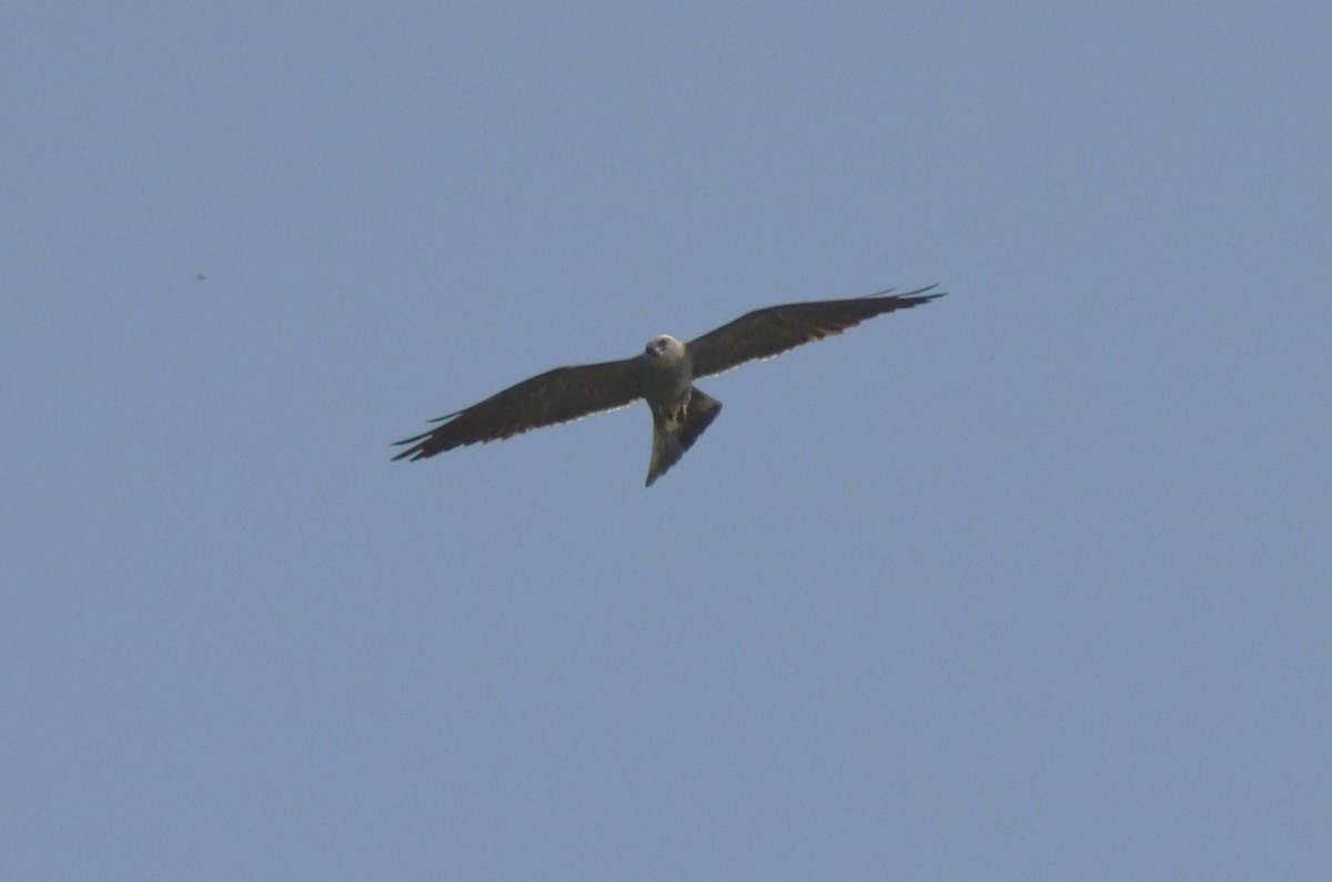Mississippi Kite - ML621187553