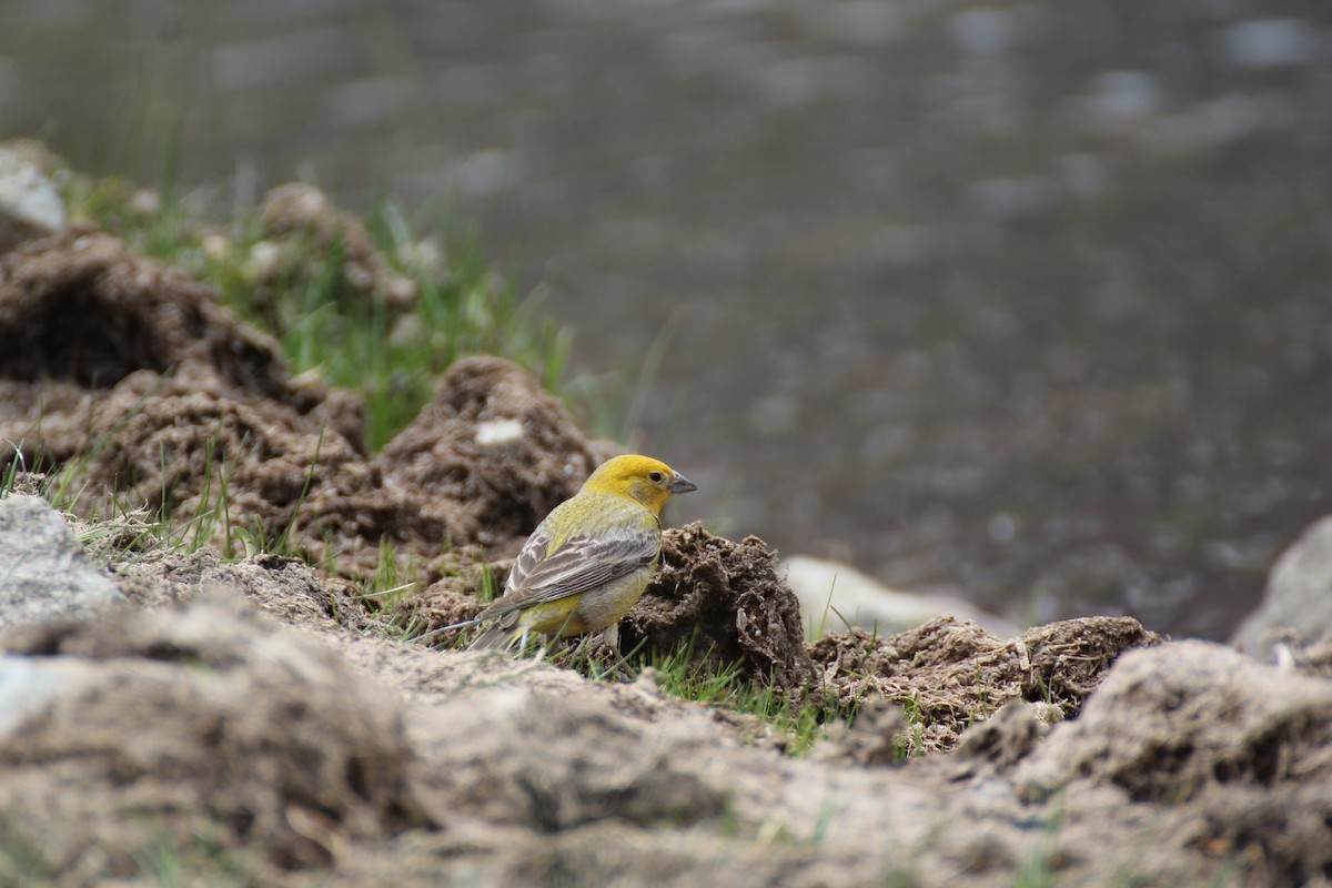 Greater Yellow-Finch - ML621187554