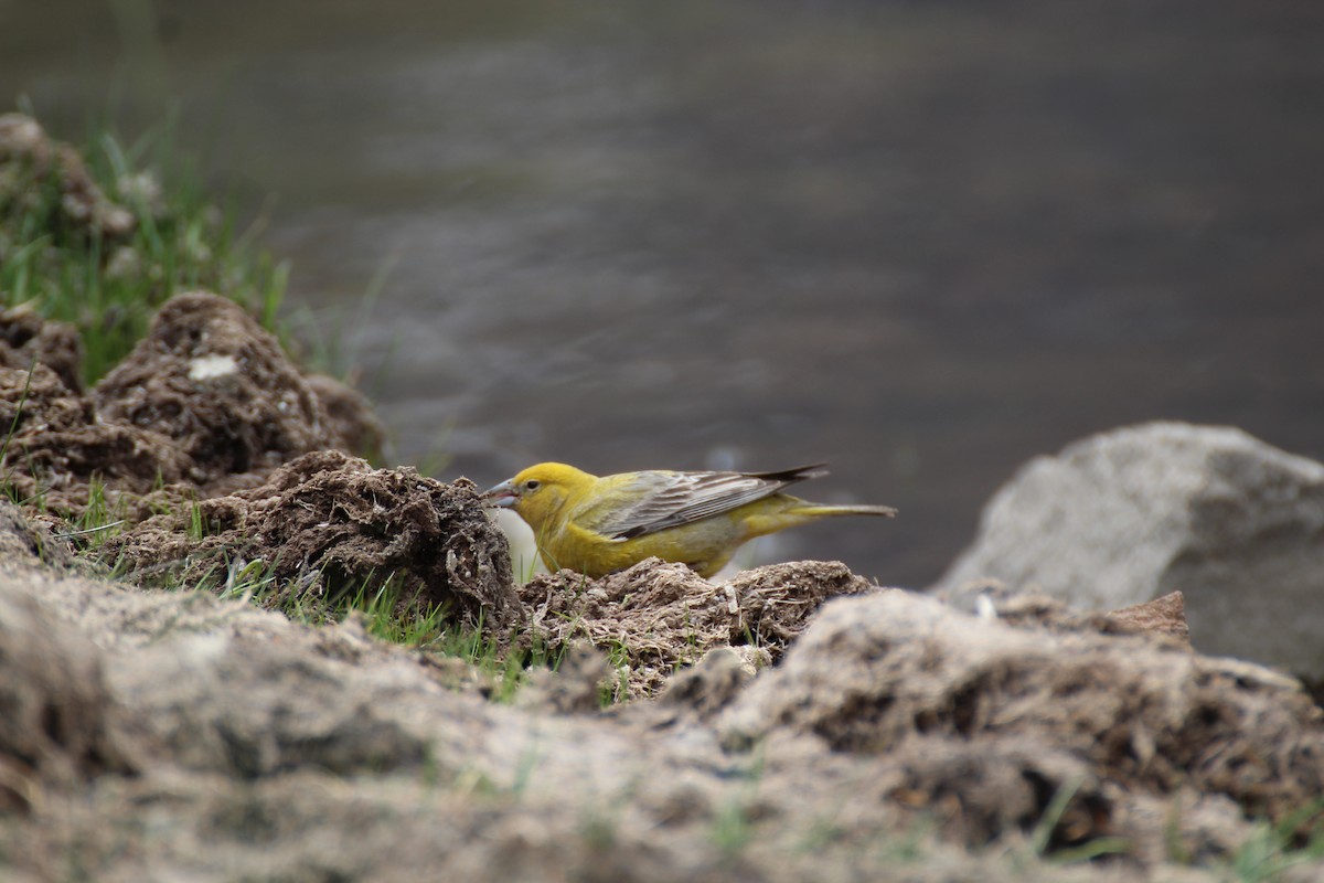 Greater Yellow-Finch - ML621187575