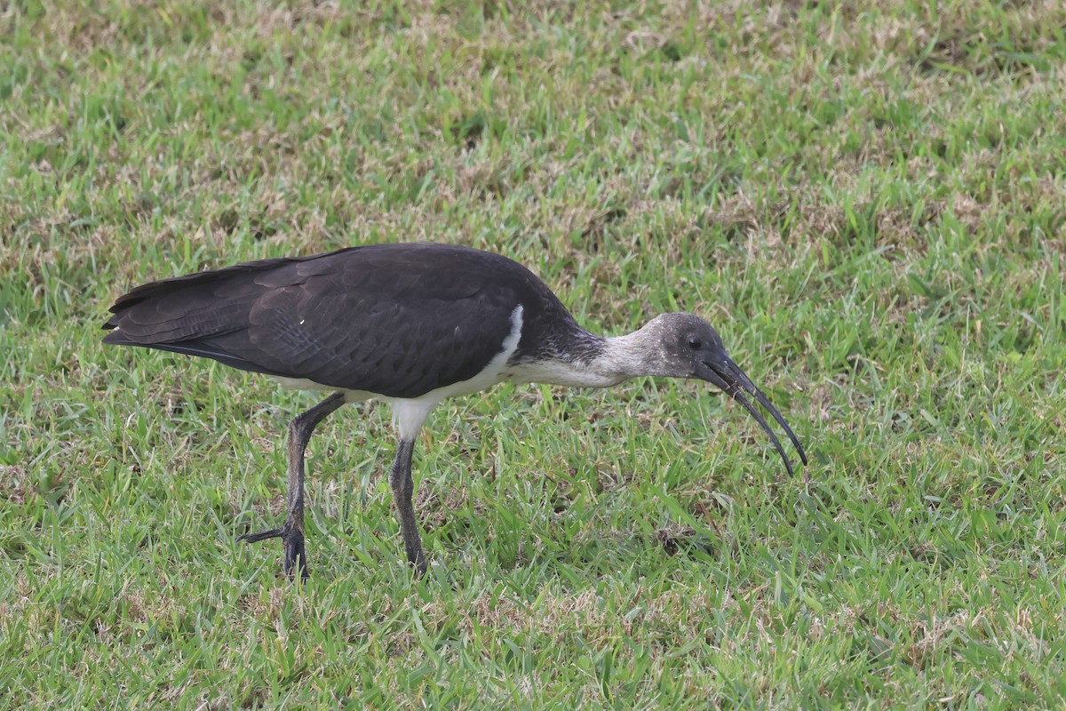 ibis slámokrký - ML621187580