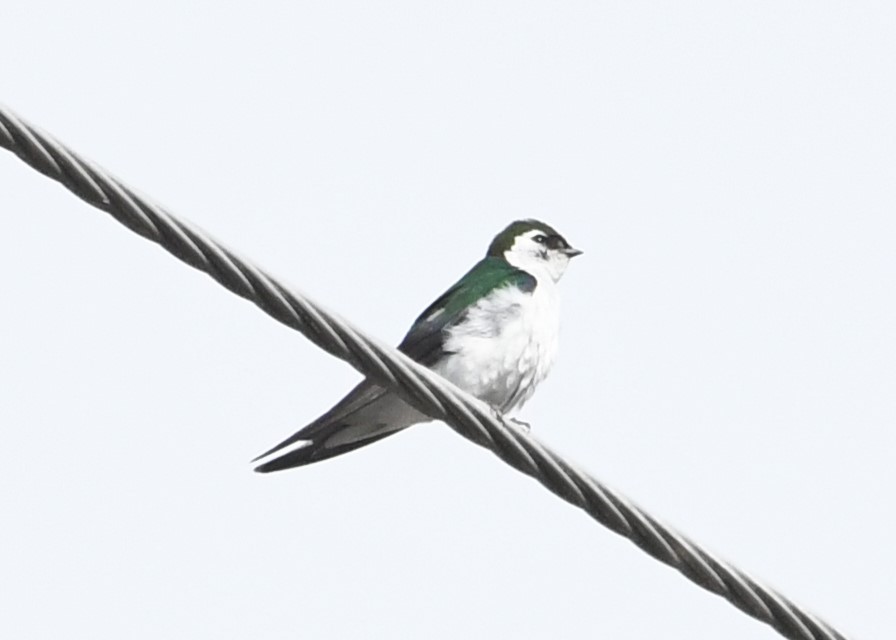Violet-green Swallow - ML621187582