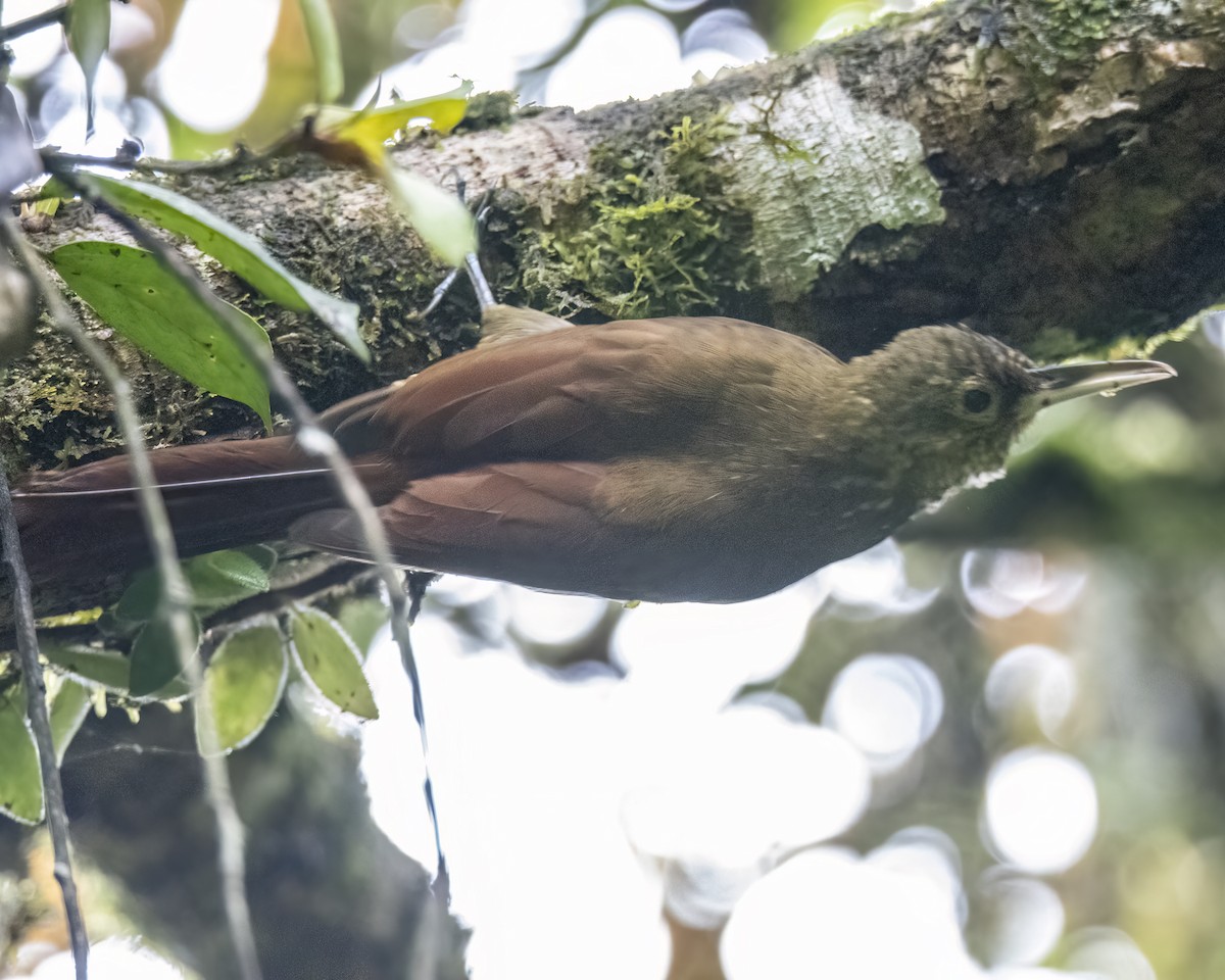 Spotted Woodcreeper - ML621187587