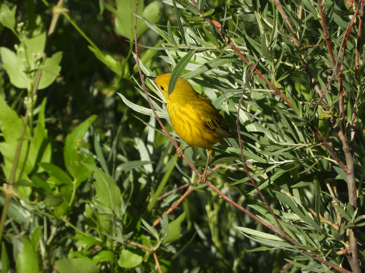 Yellow Warbler - ML621187594