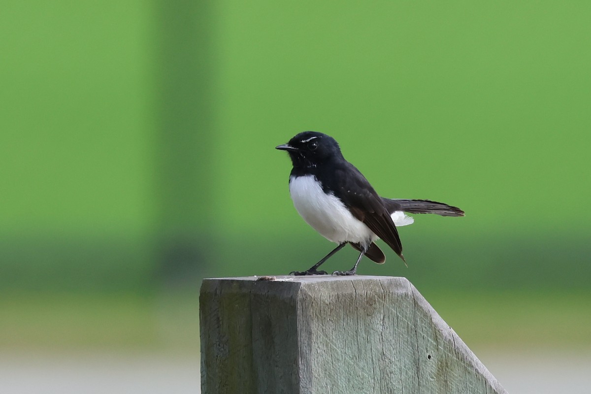 Willie-wagtail - ML621187629