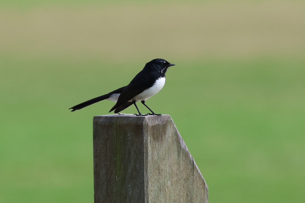 Willie-wagtail - ML621187630