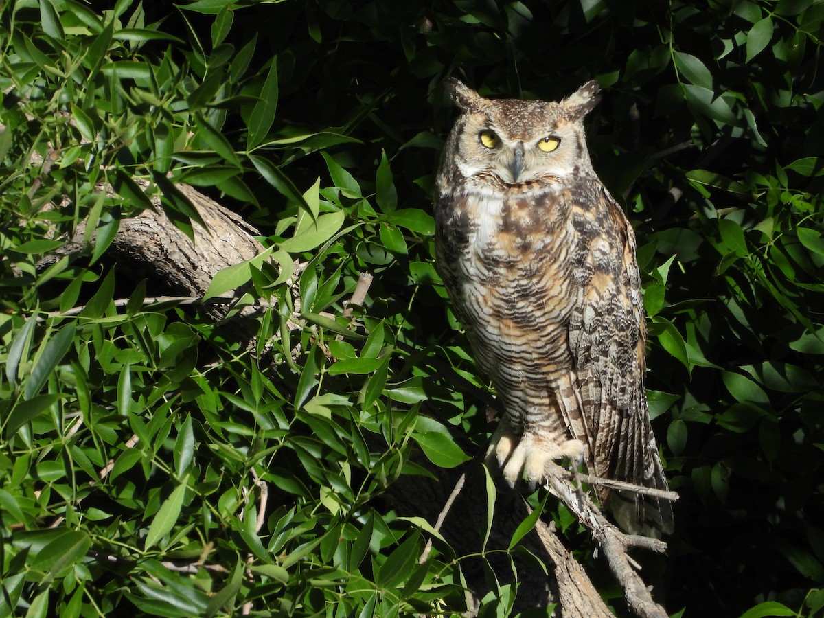 Great Horned Owl - ML621187631