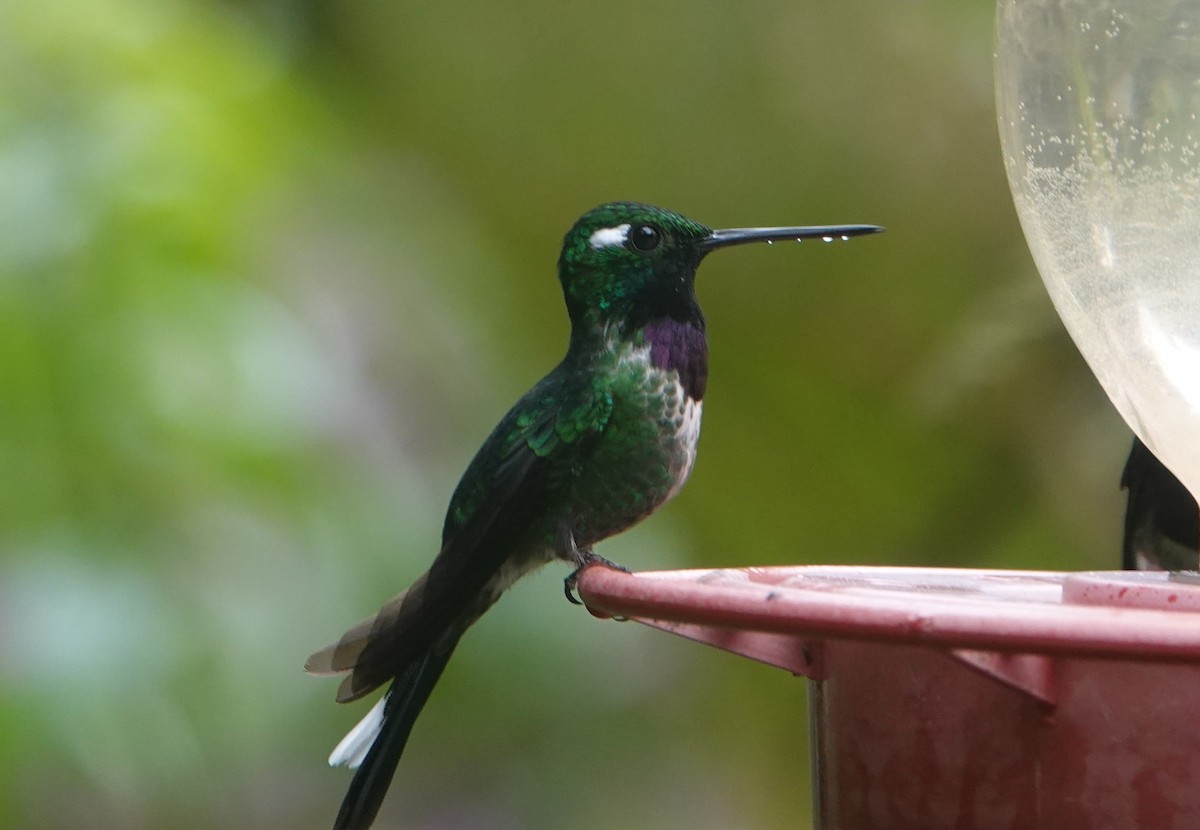 kolibřík skvrnoocasý - ML621187645