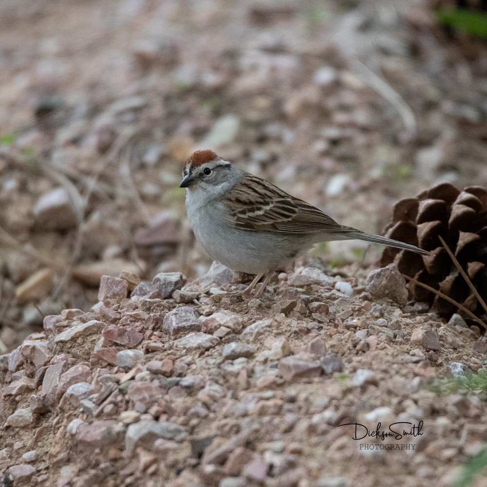 Chipping Sparrow - ML621187648