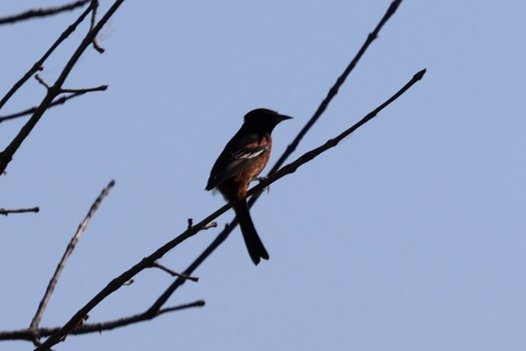 Orchard Oriole - ML621187667