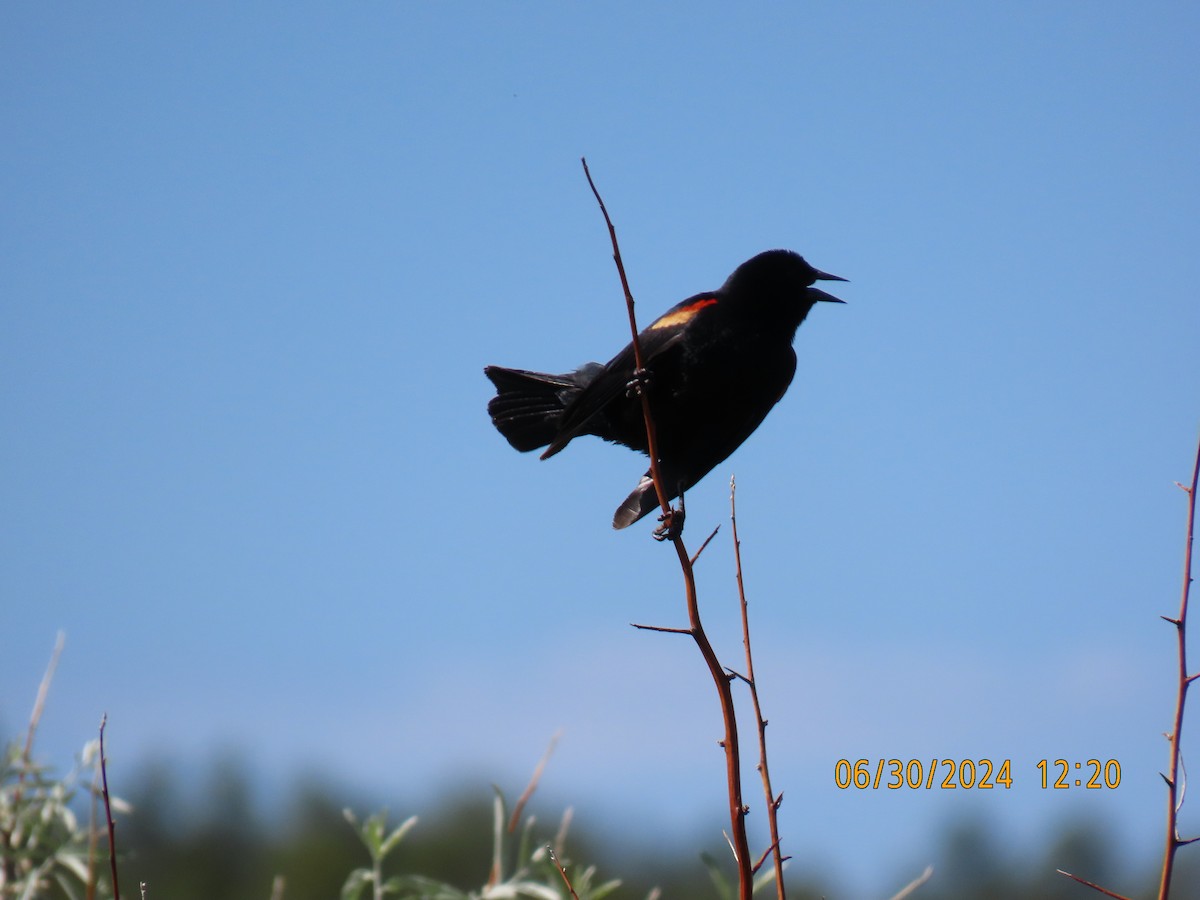Red-winged Blackbird (Red-winged) - ML621187677