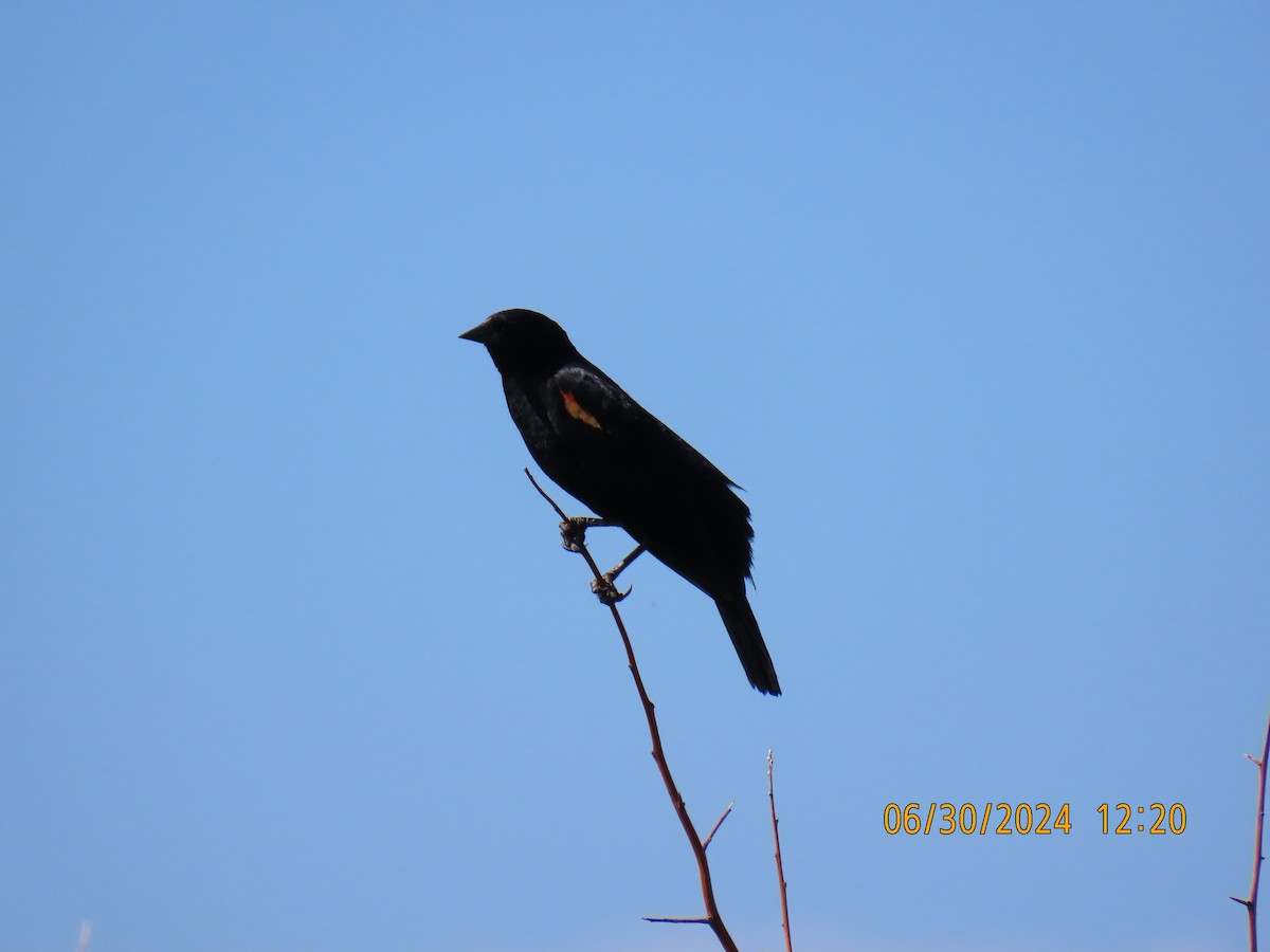 Red-winged Blackbird (Red-winged) - ML621187678