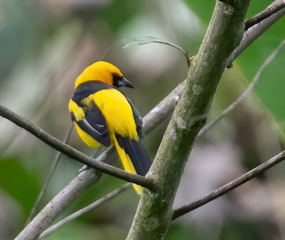 Yellow-tailed Oriole - ML621187686