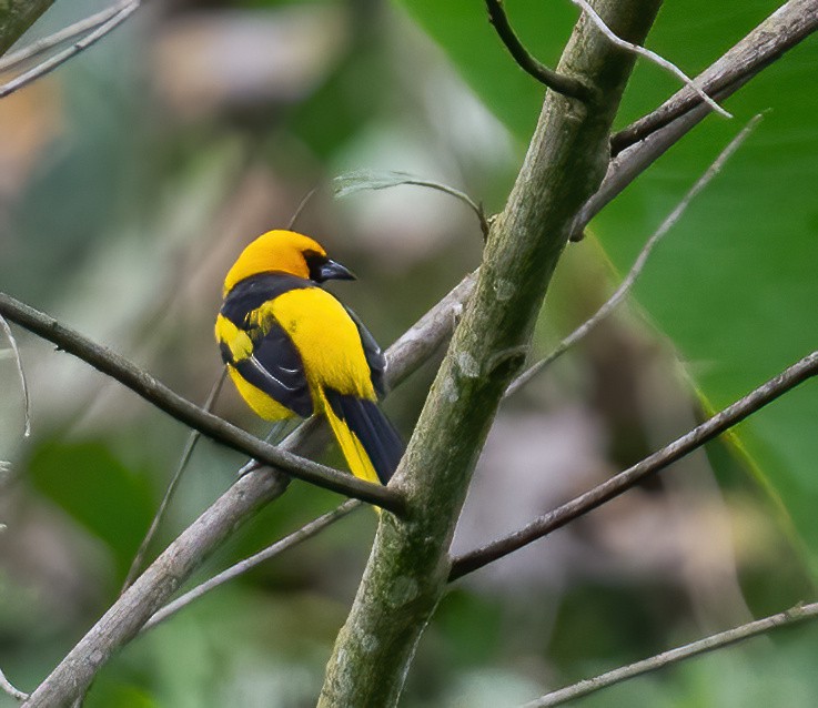 Yellow-tailed Oriole - ML621187687