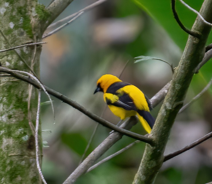 Yellow-tailed Oriole - ML621187688