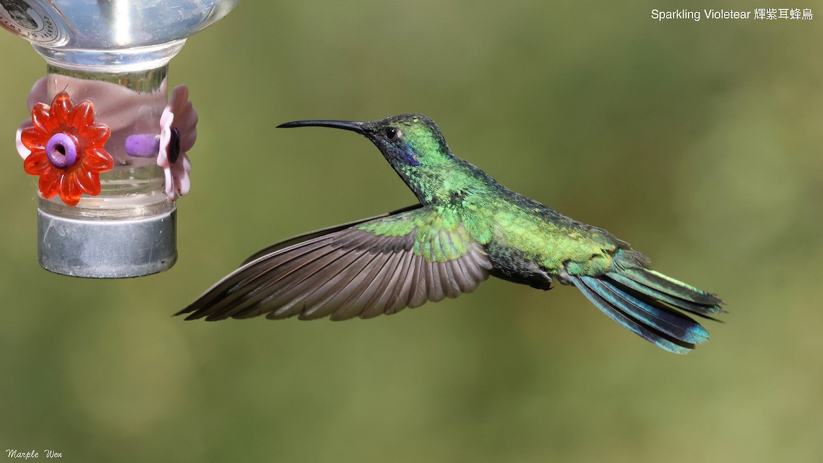 kolibřík modrolící - ML621187694