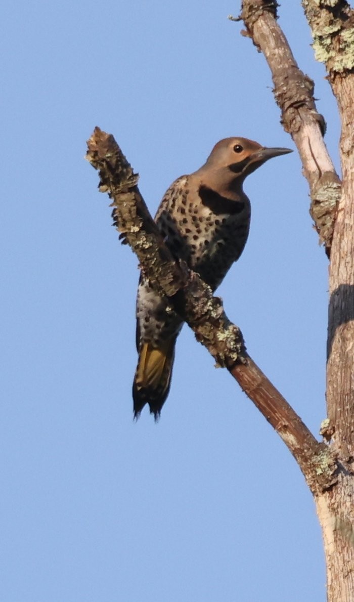 Northern Flicker (Yellow-shafted) - ML621187697
