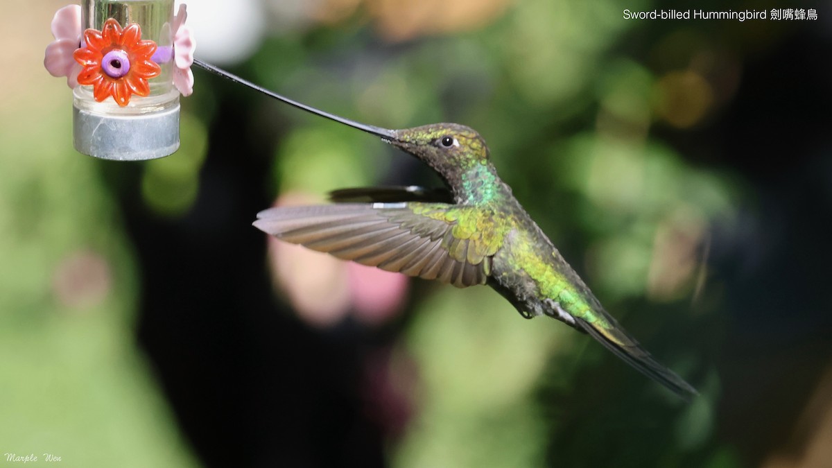 Sword-billed Hummingbird - ML621187699