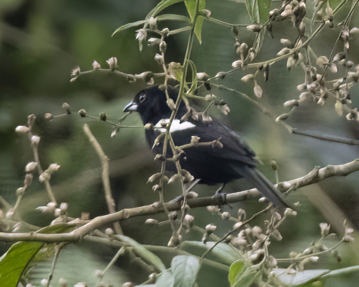 White-shouldered Tanager - ML621187735