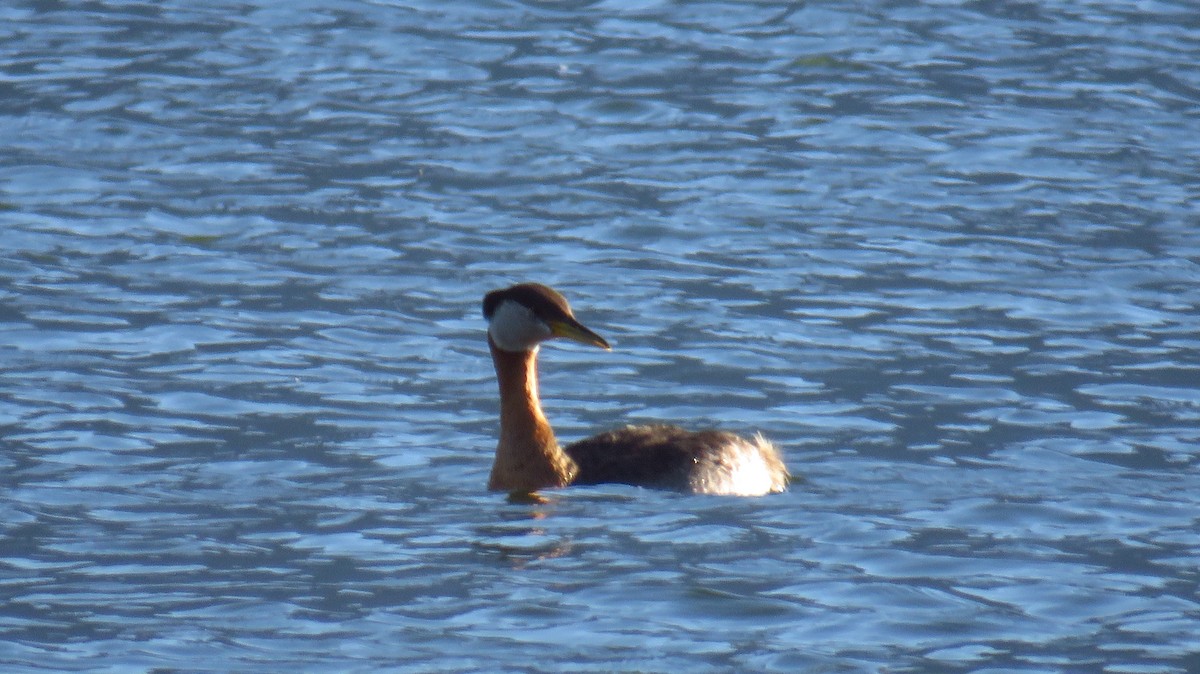 Red-necked Grebe - ML621187738
