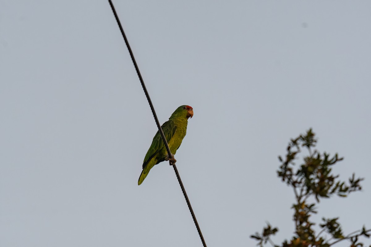 Red-crowned Parrot - ML621187748