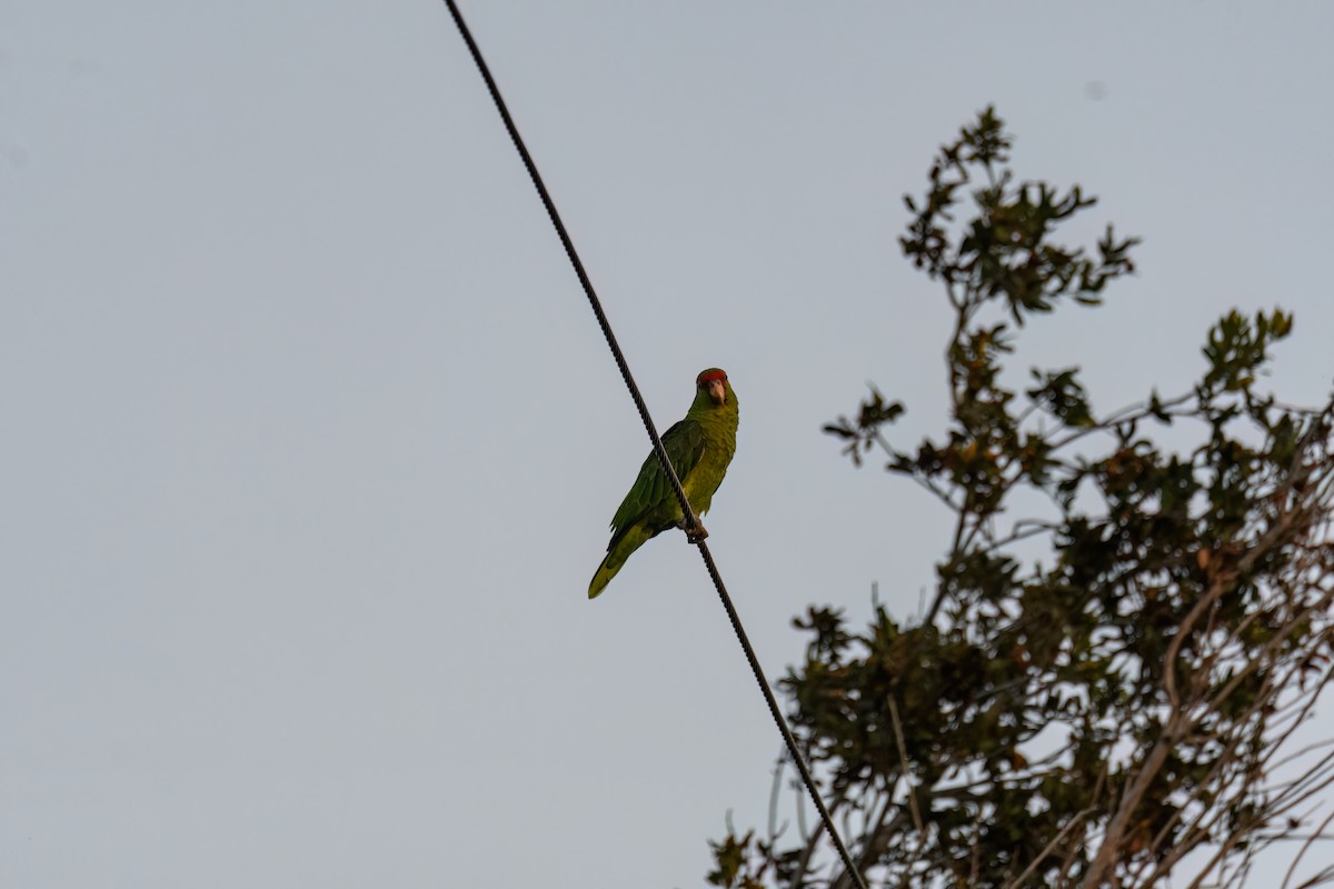 Red-crowned Parrot - ML621187749