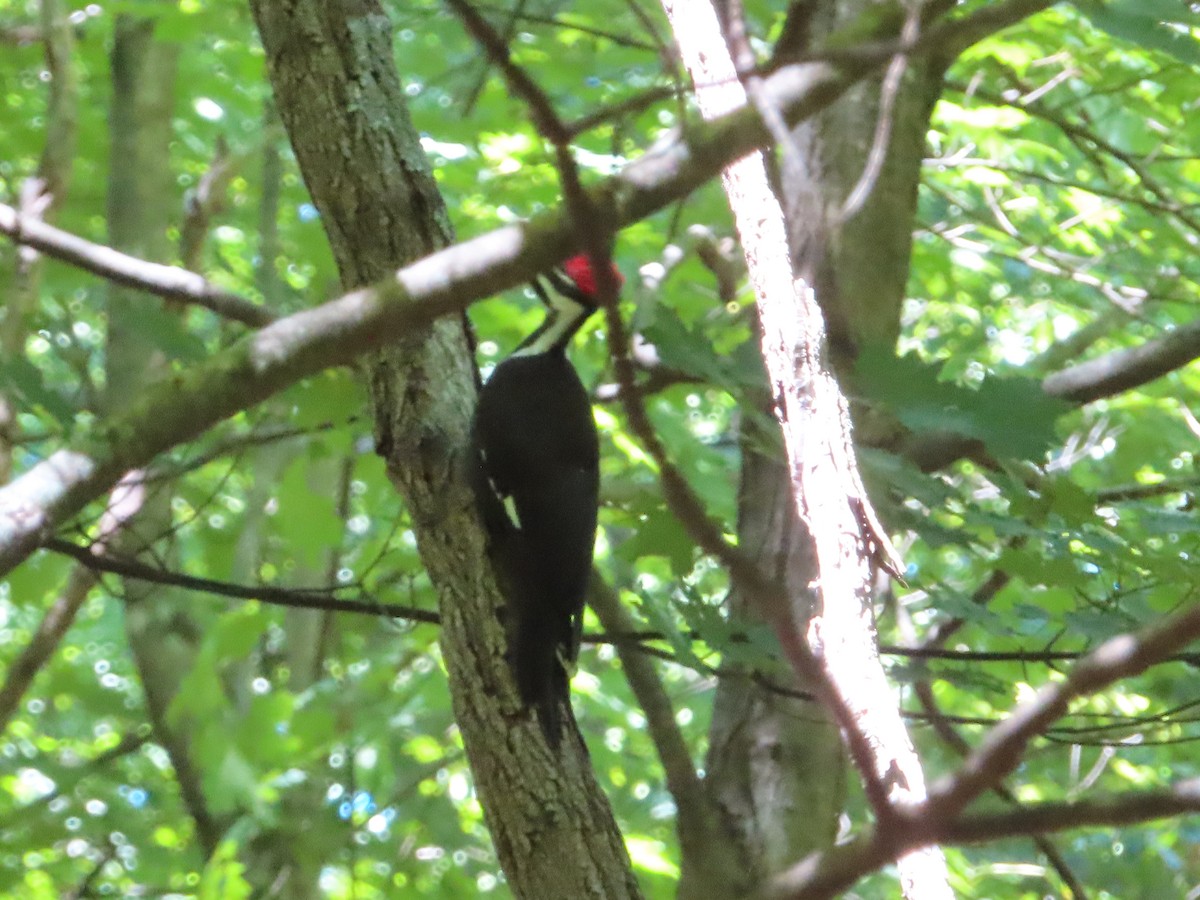 Pileated Woodpecker - ML621187756