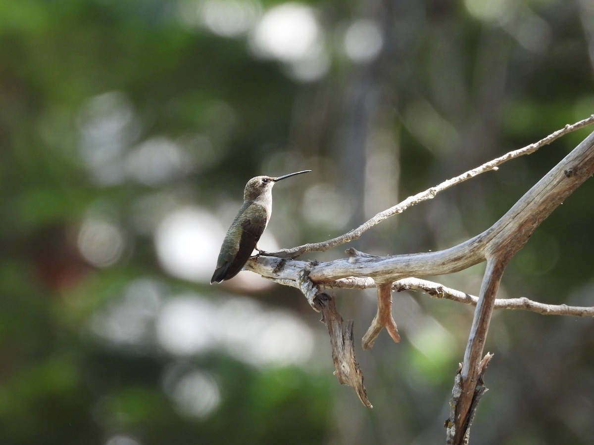 Black-chinned Hummingbird - ML621187759