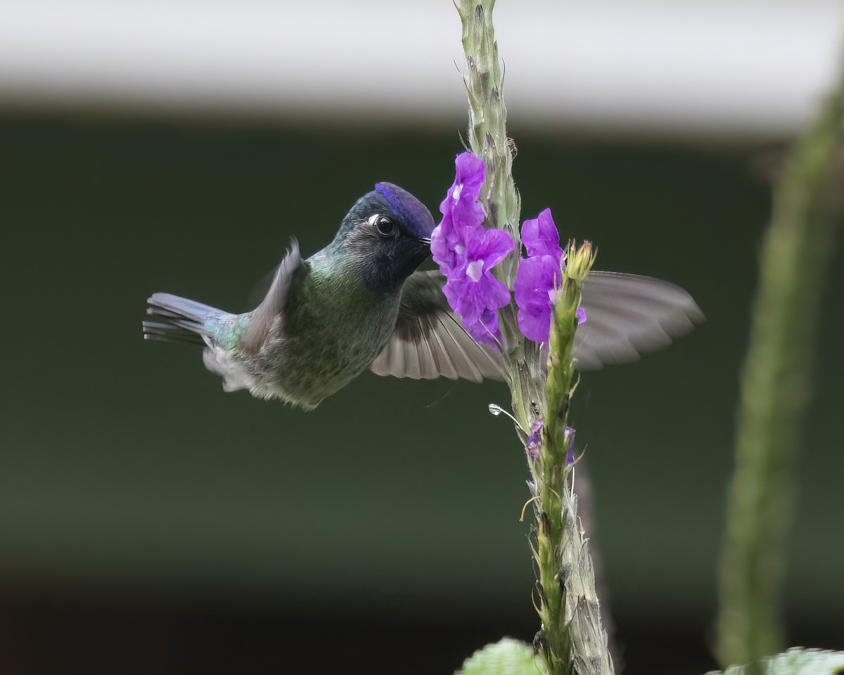 Violet-headed Hummingbird - ML621187780