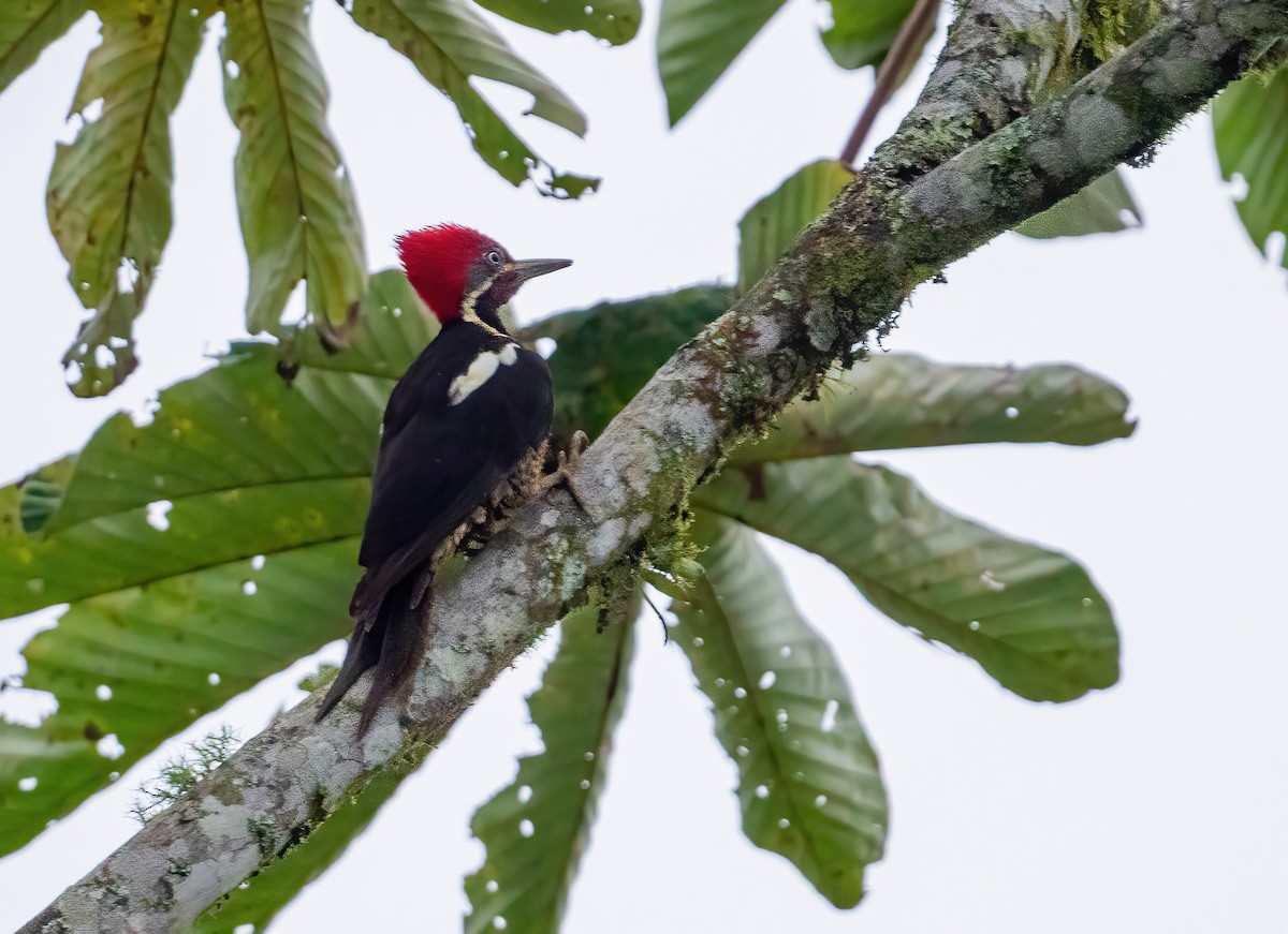 Lineated Woodpecker (Dusky-winged) - ML621187782
