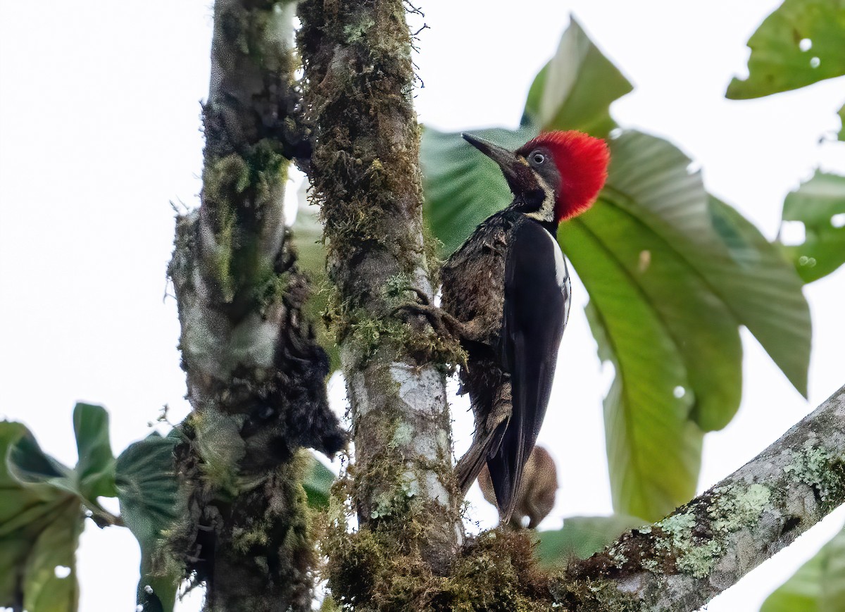 Lineated Woodpecker (Dusky-winged) - ML621187783